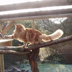 Maine Coon True Survivor / Herkules