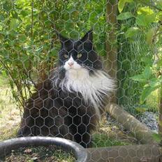 Maine Coon Jason Watt / Sofus