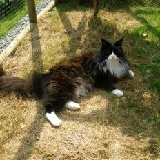 Maine Coon Jason Watt / Sofus