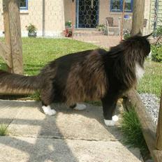 Maine Coon Jason Watt / Sofus