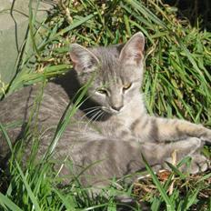 Huskat Spunk ** Bortløbet **