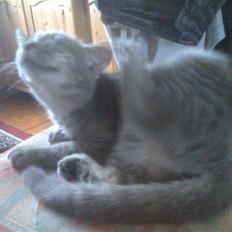 Huskat Spunk ** Bortløbet **