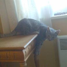 Huskat Spunk ** Bortløbet **