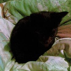 Huskat Snothas *I Himlen*† R.I.P