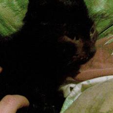 Huskat Snothas *I Himlen*† R.I.P