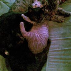 Huskat Snothas *I Himlen*† R.I.P