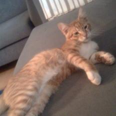 Blanding af racer Garfield