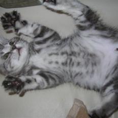 British Shorthair wiki's Dolph