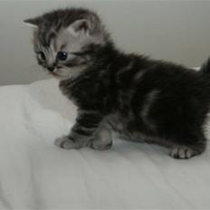 British Shorthair wiki's Dolph