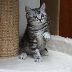 British Shorthair wiki's Dolph
