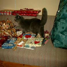 British Shorthair perle