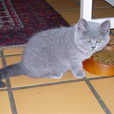 British Shorthair perle