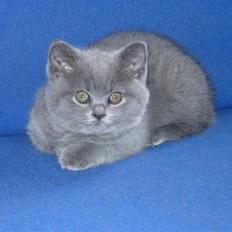 British Shorthair perle