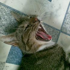 Huskat Frisco **BORTLØBET**