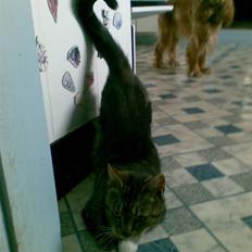 Huskat Frisco **BORTLØBET**