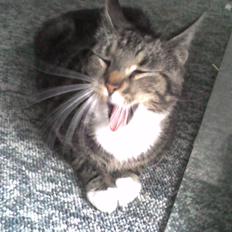 Huskat Frisco **BORTLØBET**