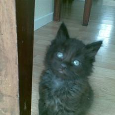 Blanding af racer Sofus