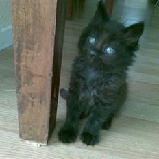 Blanding af racer Sofus