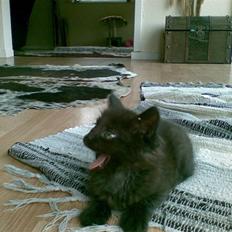 Blanding af racer Sofus