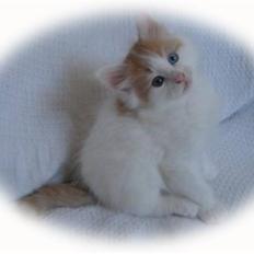 Tyrkisk Van Maranello