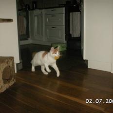 Tyrkisk Van Maranello