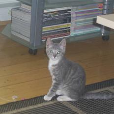 Blanding af racer Frede