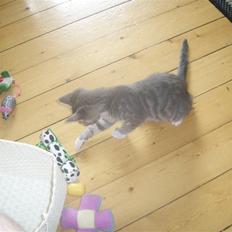 Blanding af racer Frede