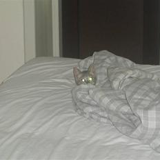 Blanding af racer Frede