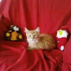 Maine Coon Lily - Nu med killinge