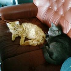 Maine Coon Lily - Nu med killinge