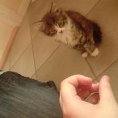 Blanding af racer tulle