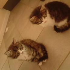 Blanding af racer tulle