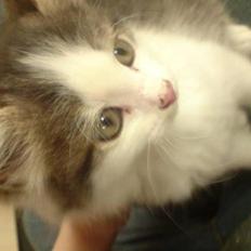 Blanding af racer tulle