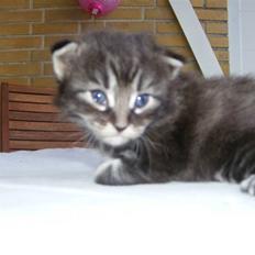 Norsk Skovkat Dimani's little princess