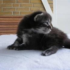 Norsk Skovkat Dimani's little princess