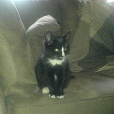 Blanding af racer Lille mis