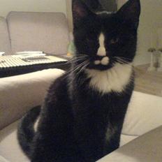 Blanding af racer Lille mis