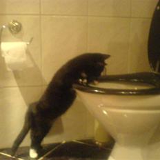 Blanding af racer Lille mis