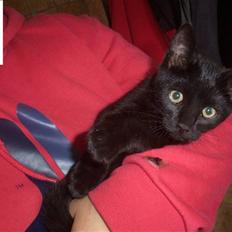 Huskat Ollie død 1/11 - 2008