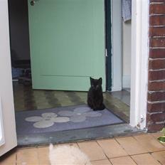 Huskat Ollie død 1/11 - 2008