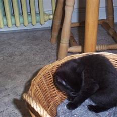 Huskat Ollie død 1/11 - 2008