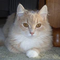 Blanding af racer Sille