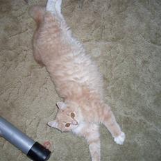 Blanding af racer Sille