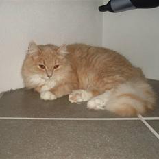 Blanding af racer Sille