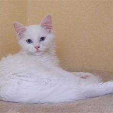 Maine Coon Miss Snow Lady af Canpaza