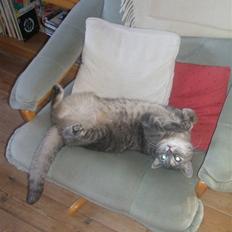 Huskat Fede Frida fra Fyn