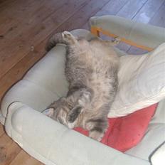 Huskat Fede Frida fra Fyn