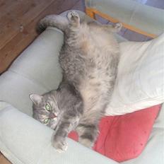 Huskat Fede Frida fra Fyn