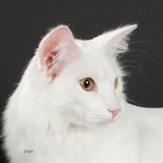 Norsk Skovkat (N) Myrtekransens Camelia