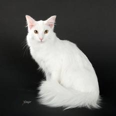 Norsk Skovkat (N) Myrtekransens Camelia